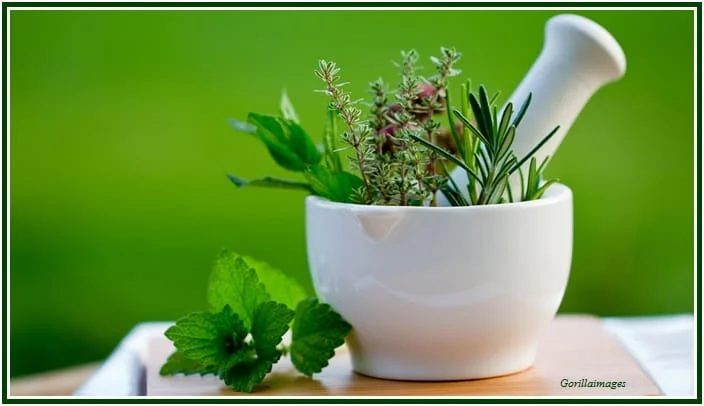 Um almofariz de porcelana branca cheio de ervas medicinais frescas, como alecrim e hortelã, com um pilão ao fundo sobre uma base de madeira.