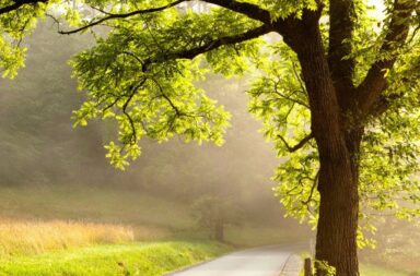 Close-up of a large tree trunk beside a road in a misty landscape with golden sunlight, framed by a dark green border.
