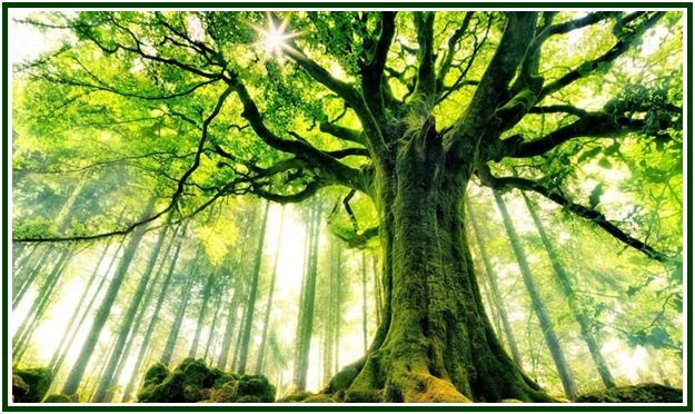 Árvore antiga e imponente com tronco coberto de musgo e copa verde exuberante filtrando os raios de sol na floresta, ilustrando o poema de Olavo Bilac.