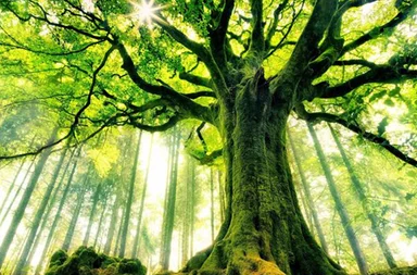 Low-angle photograph for the article about the importance of trees, capturing a giant ancient tree with a massive moss-covered trunk. Its thick branches expand into a dense green canopy that covers the upper frame, allowing bright sunbeams to burst through the leaves. In the soft-focus background, straight pine tree trunks rise through a misty forest enveloped in golden sunlight.