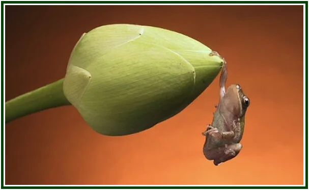 toda-natureza-e-consciente