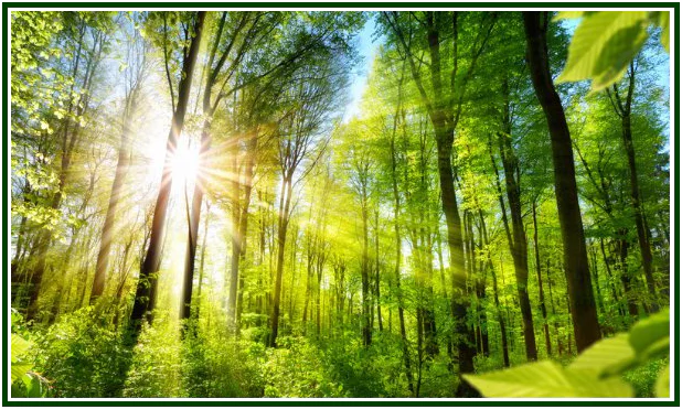 A Ecologia da Consciência Humana
